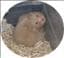novas-hamster